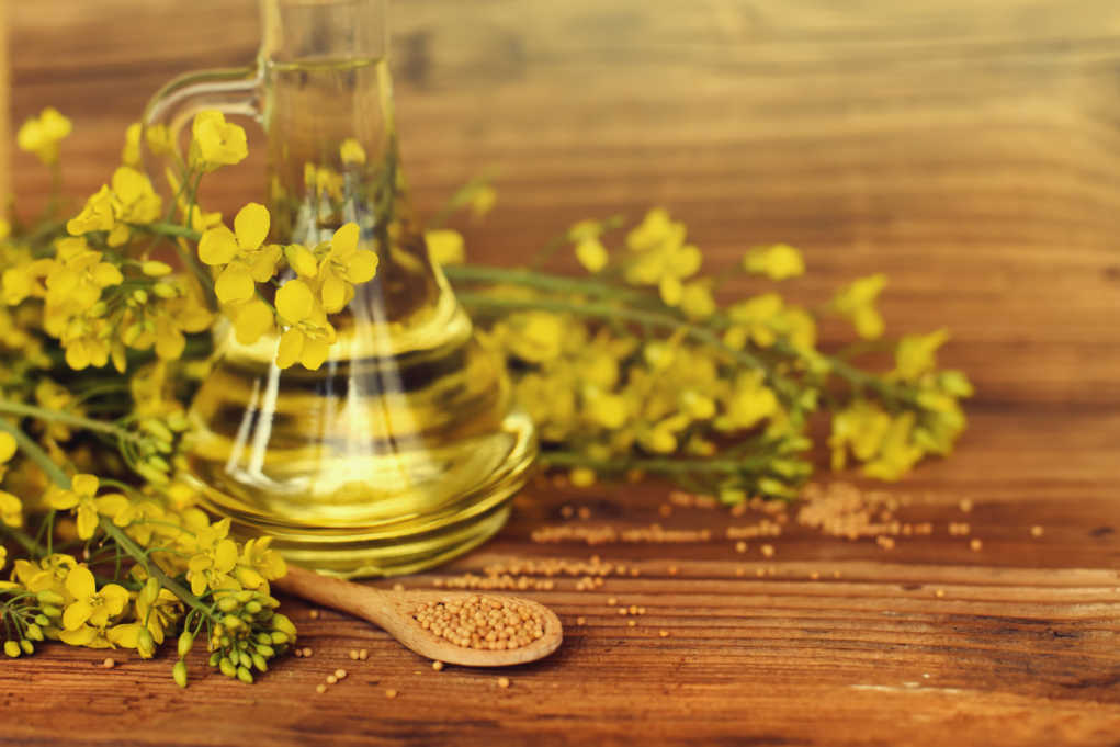 Is Vegetable Oil Healthier Than Canola Oil? Healthy Wellbeing