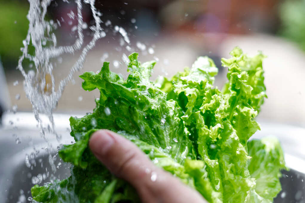 Will Lettuce Water Help You Sleep Better? Healthy Wellbeing