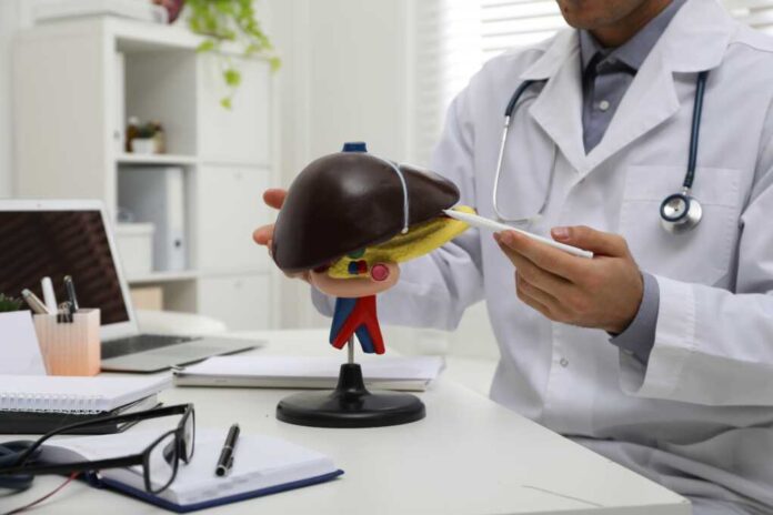 Doctor,Demonstrating,Model,Of,Liver,At,Table,In,Clinic,,Closeup