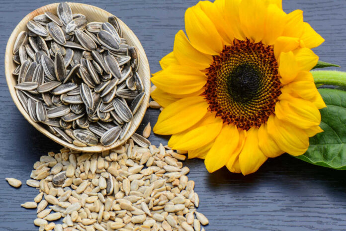 Sunflower,,Flowers,,Petals,And,Seeds